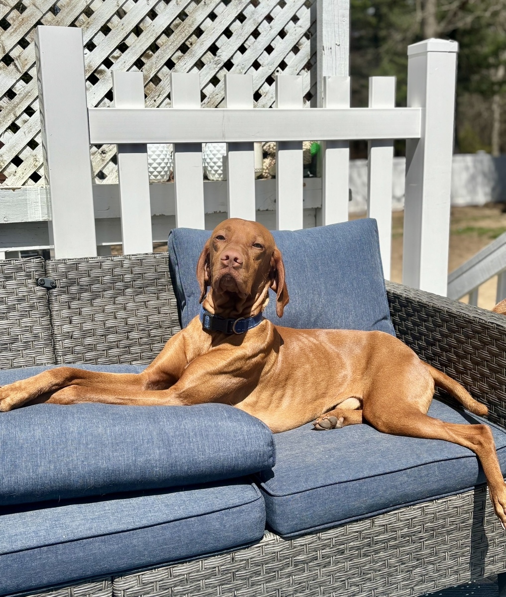 Handsome Hank To The Max