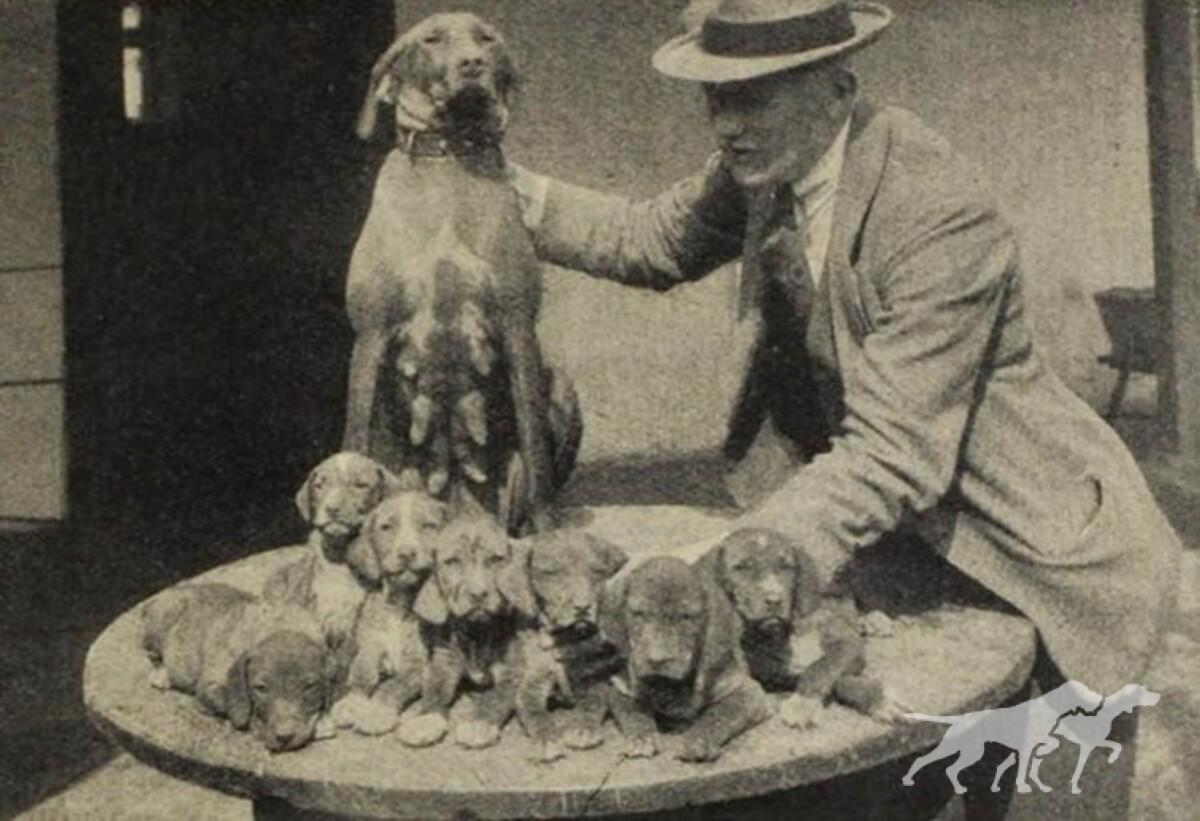 Kacer II litter II (Summer 1927)