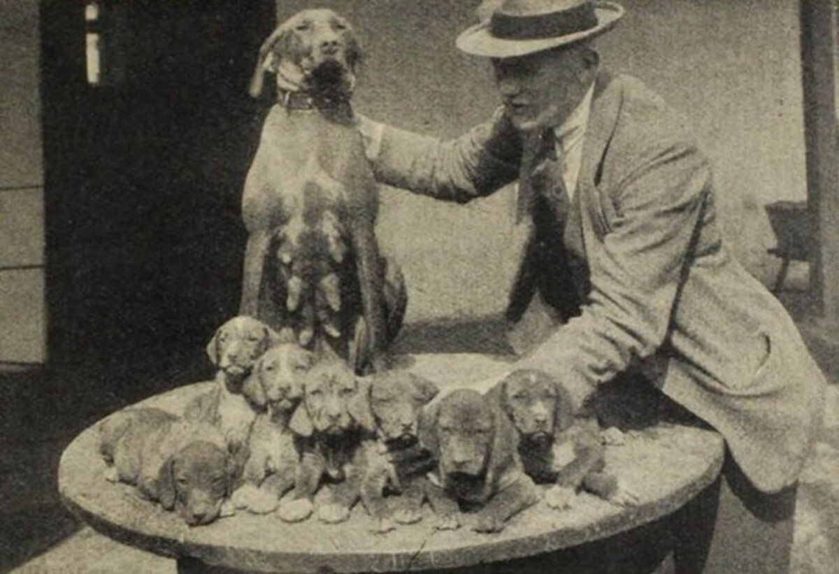 Kacer II litter II (Summer 1927)