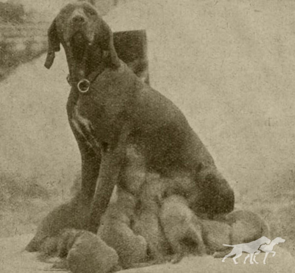 Kacer II litter III (1928)