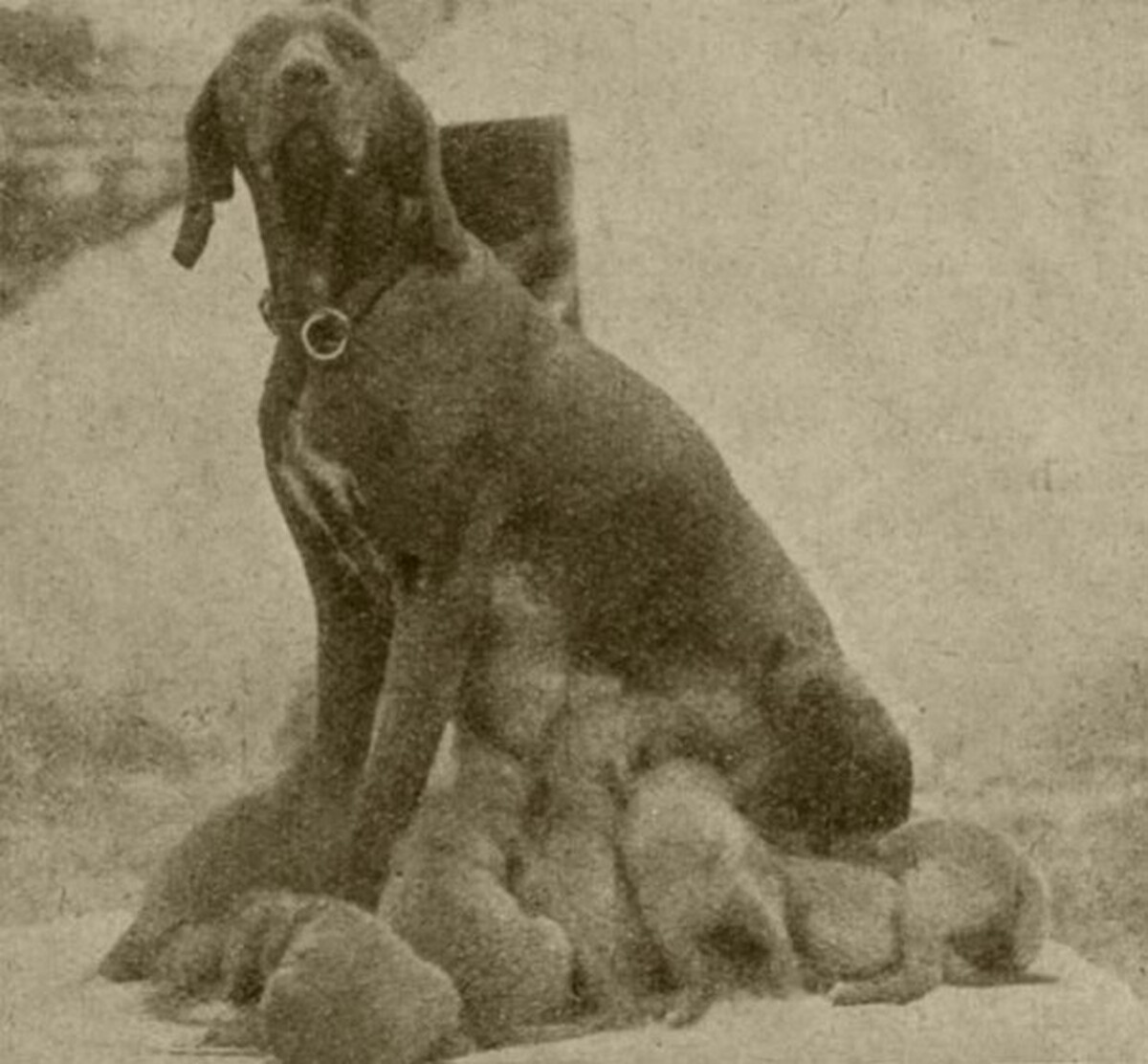 Kacer II litter III (1928)