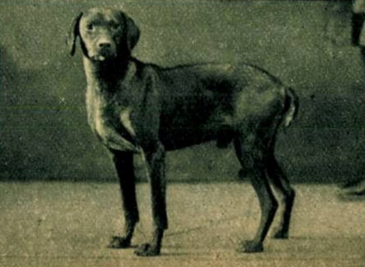 Betyár VII