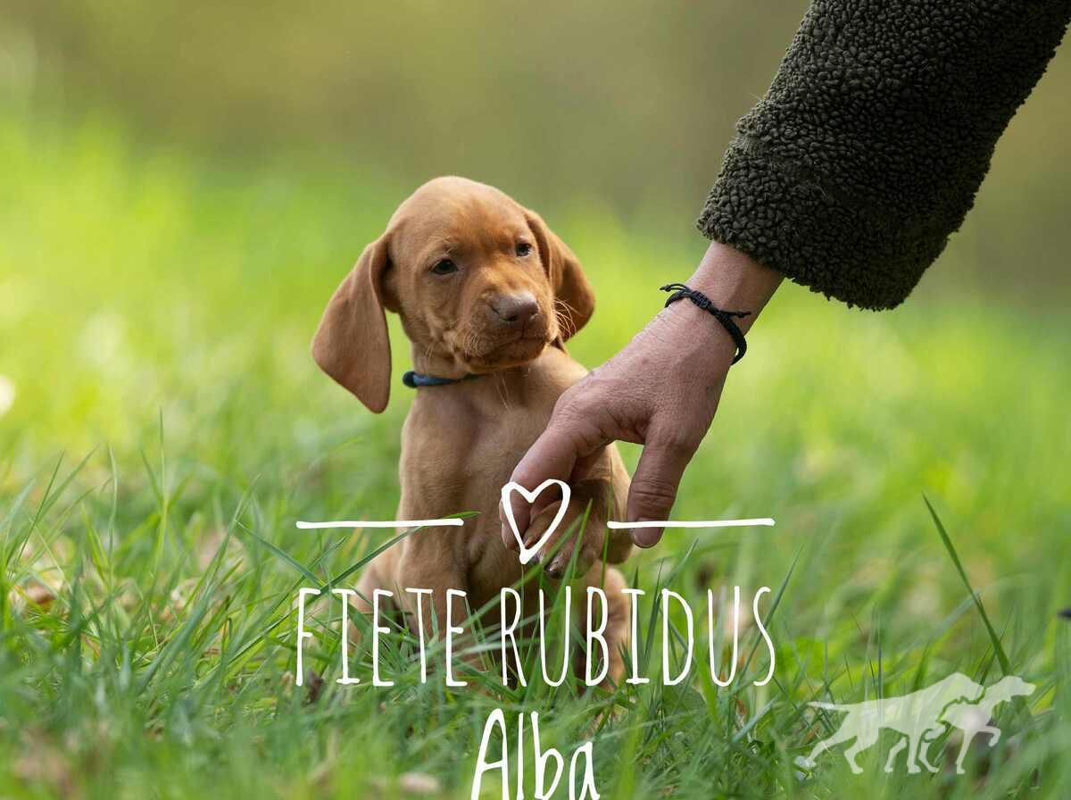 Friedemann Rubidus Alba