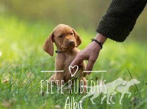 Friedemann Rubidus Alba