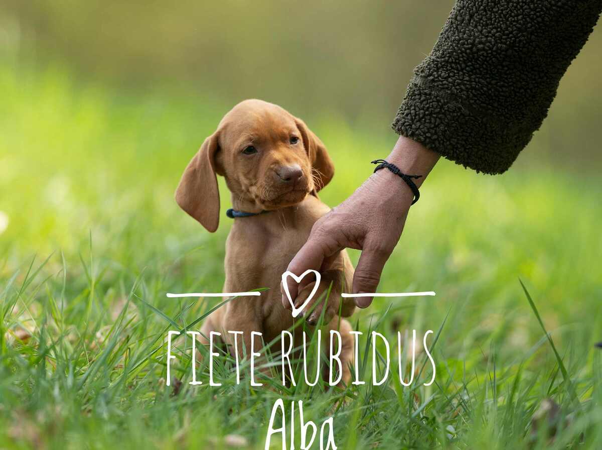 Friedemann Rubidus Alba