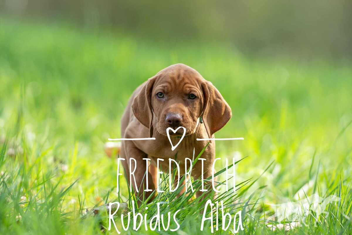Friedrich Rubidus Alba