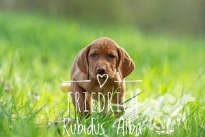 Friedrich Rubidus Alba