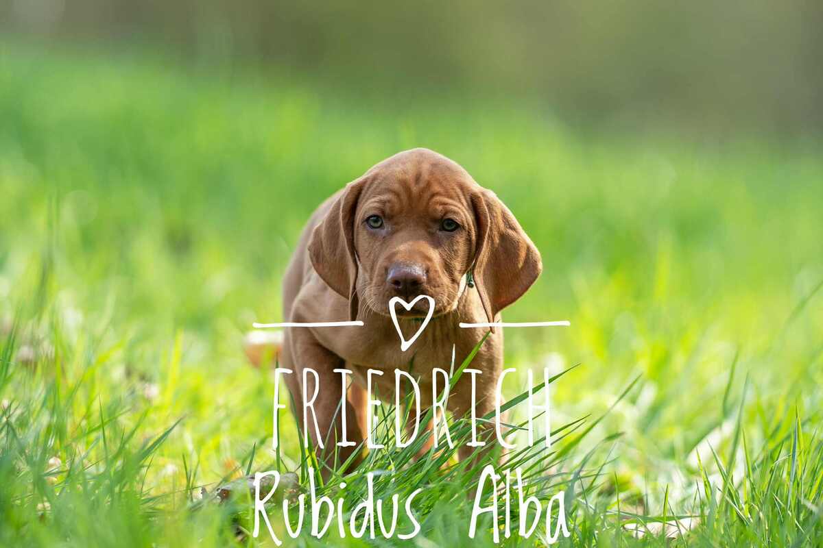 Friedrich Rubidus Alba