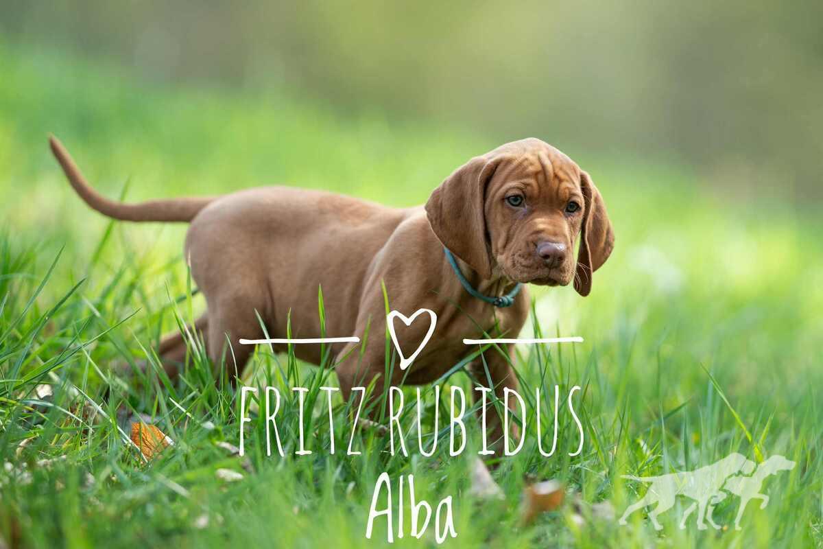 Fritz Rubidus Alba