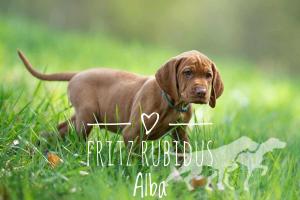 Fritz Rubidus Alba