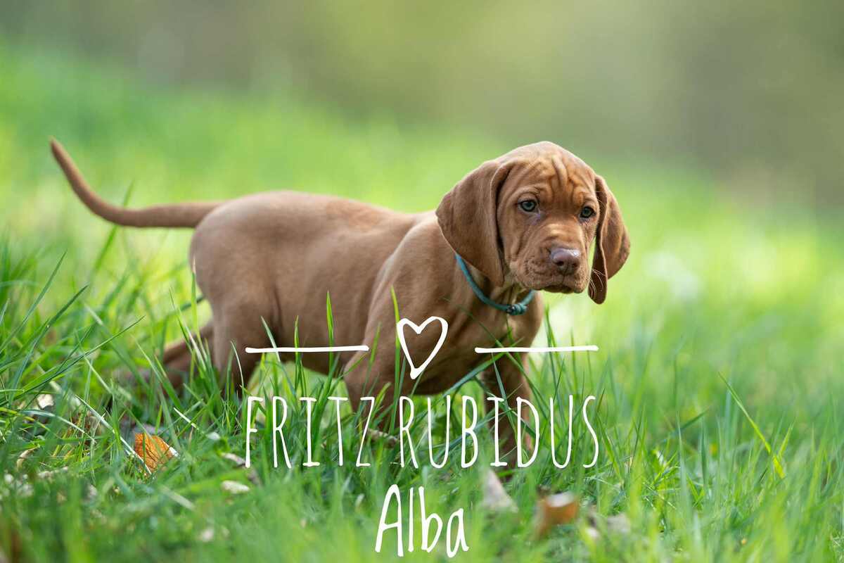 Fritz Rubidus Alba