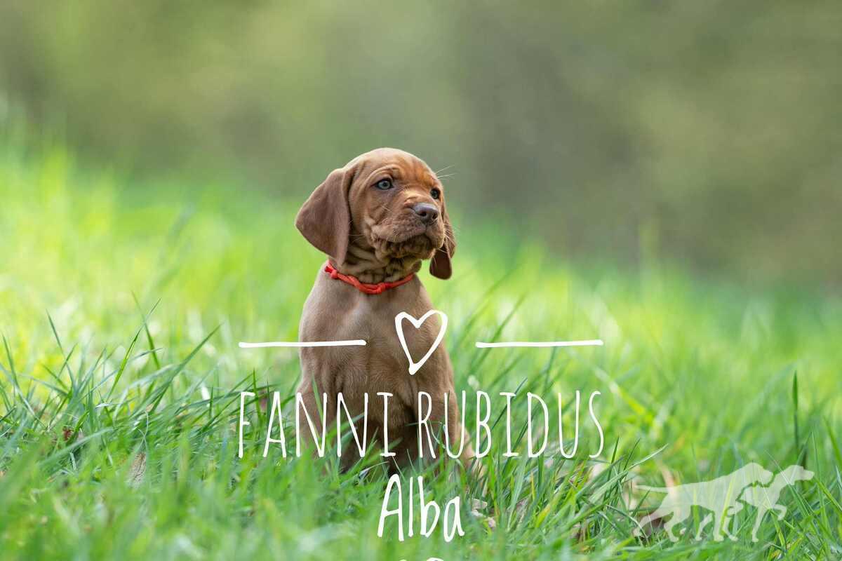 Fanni Rubidus Alba