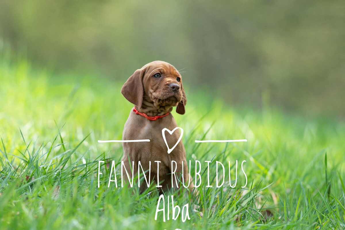 Fanni Rubidus Alba