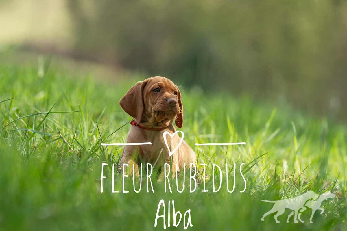 Fleur Rubidus Alba