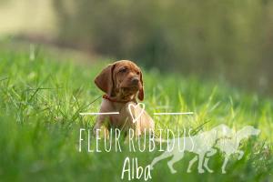 Fleur Rubidus Alba