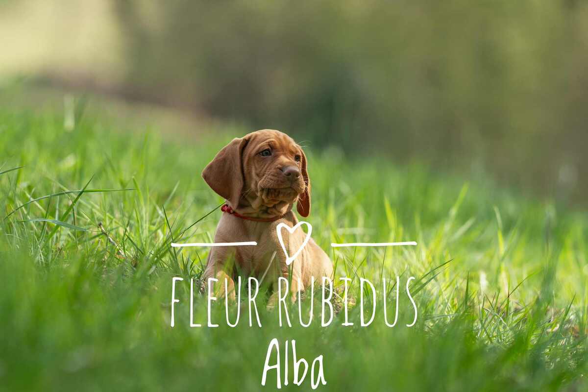 Fleur Rubidus Alba