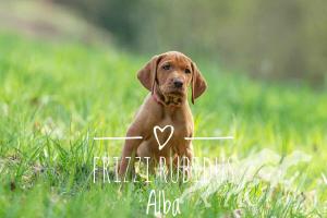 Frizzi Rubidus Alba