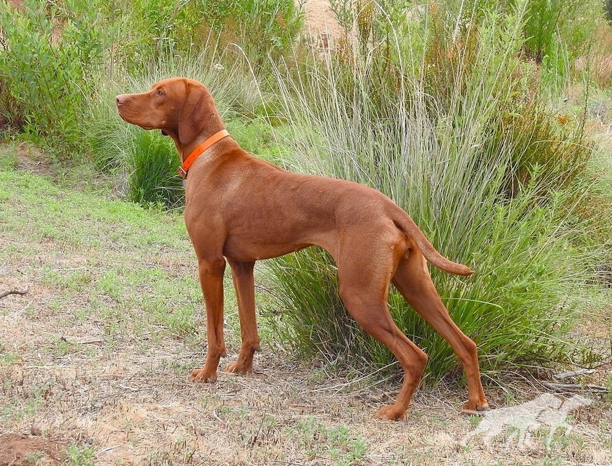 Reddog Ranch Zakari