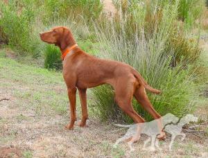 Reddog Ranch Zakari