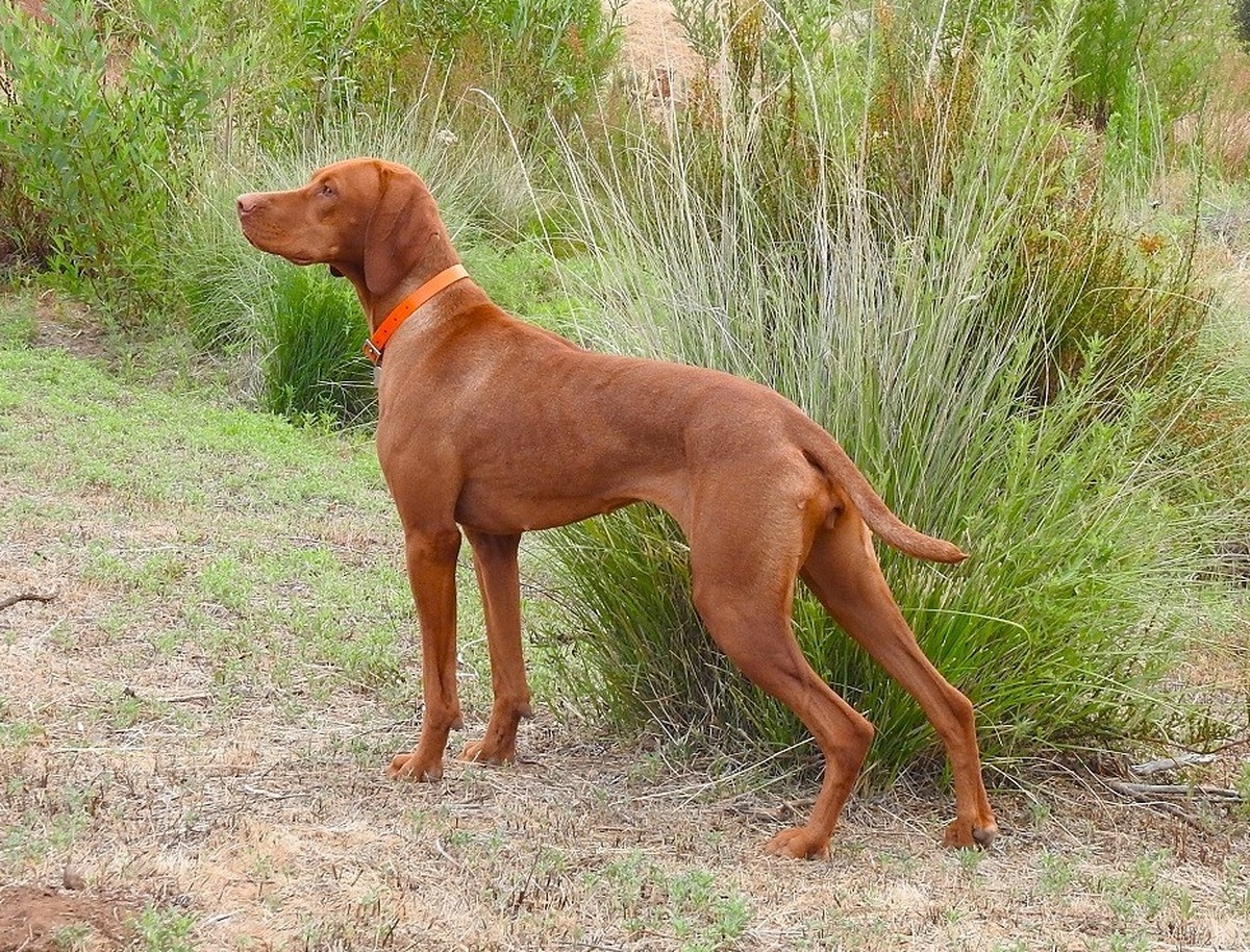 Reddog Ranch Zakari
