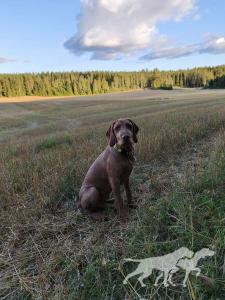 Zöldmáli-Hunter Ábránd