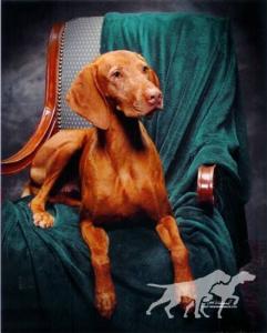Mehagian's Tamaron Tarika