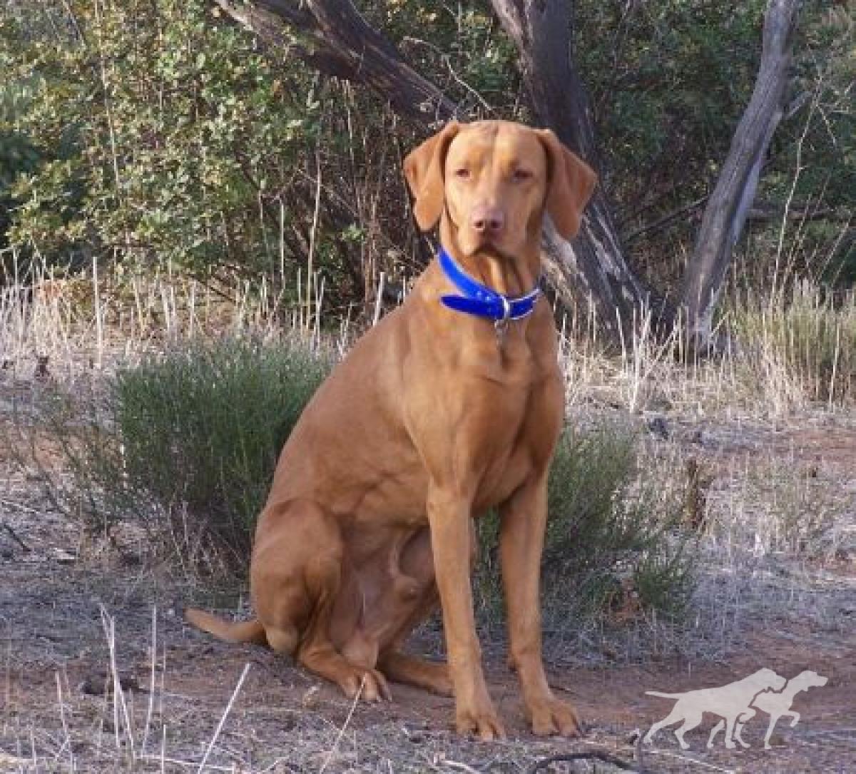 Rab Lali Reddog Ranch Tacoma