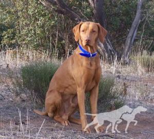 Rab Lali Reddog Ranch Tacoma