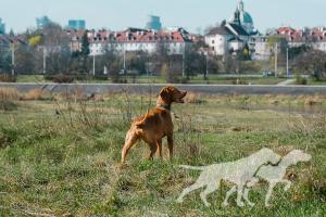 Irys z Bagiennych Borów