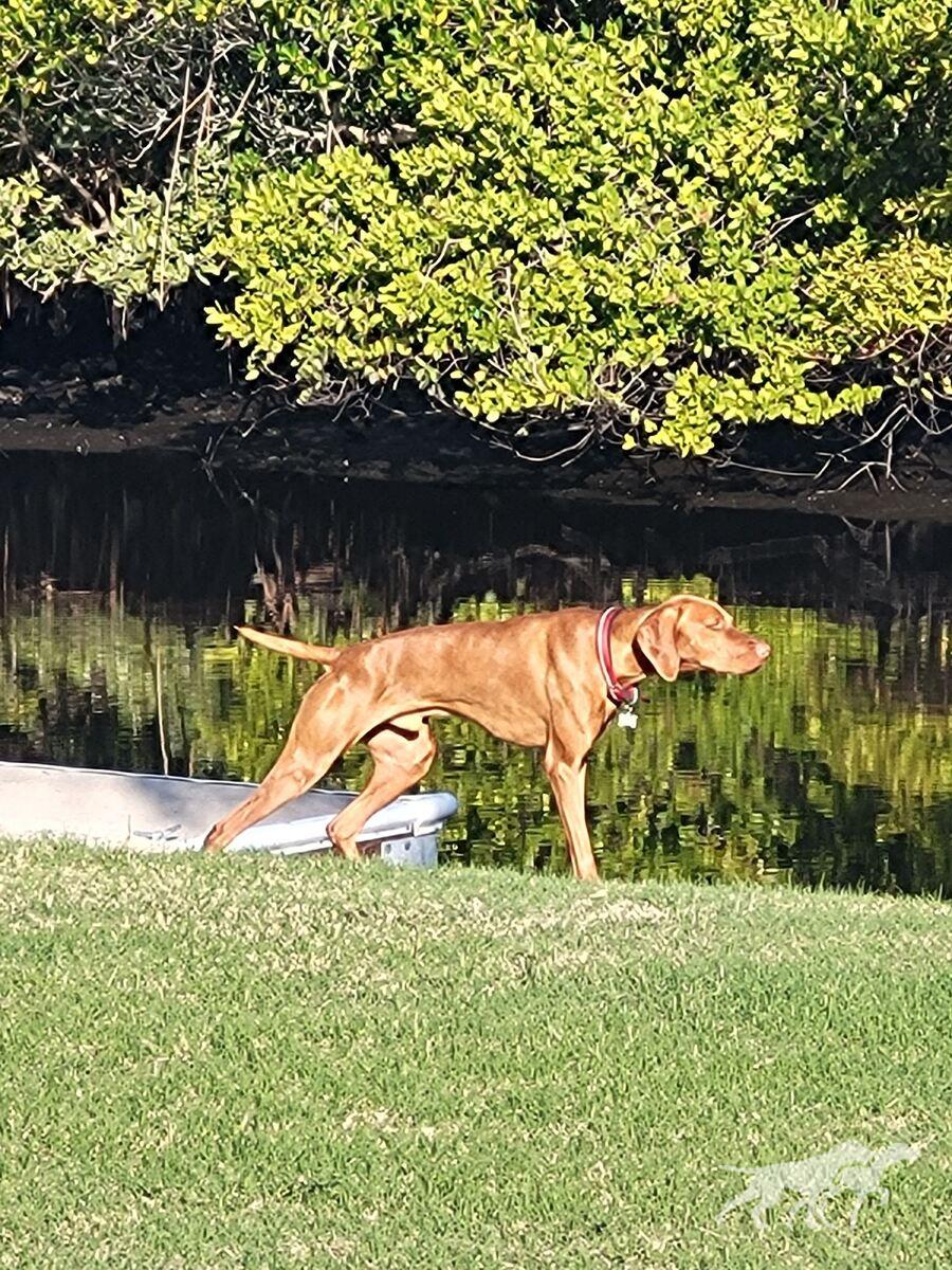 Bayou Captain Jack