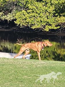 Bayou Captain Jack