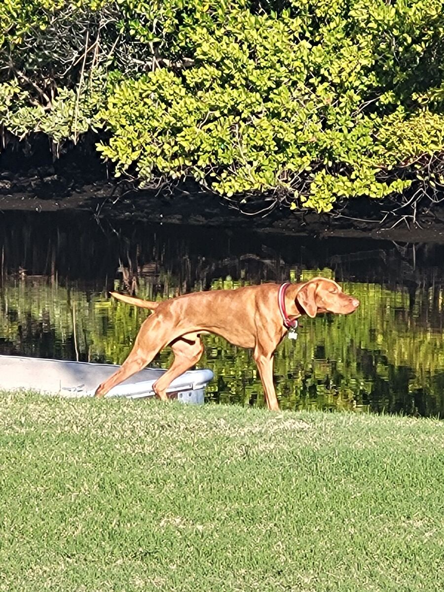 Bayou Captain Jack