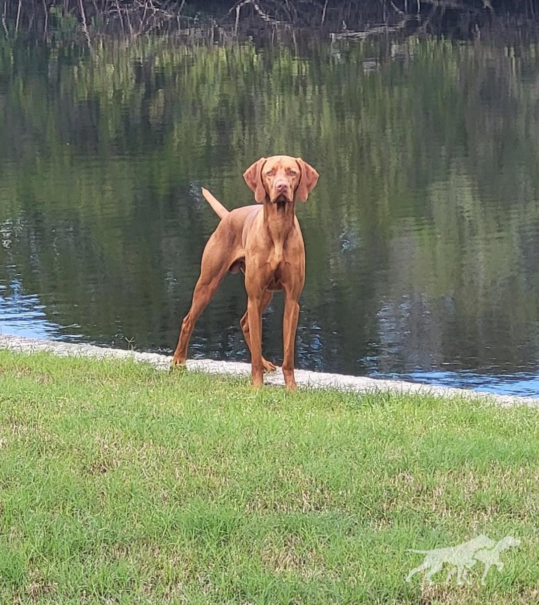 Bayou Captain Jack