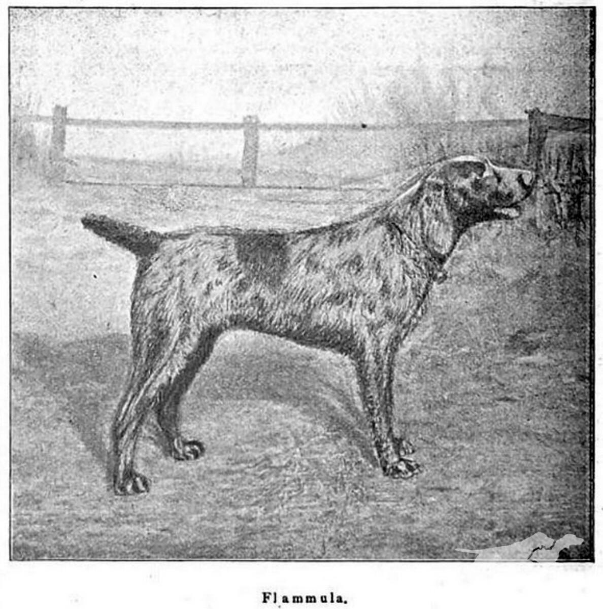 Flammula (DHStB 6113) (DSt)