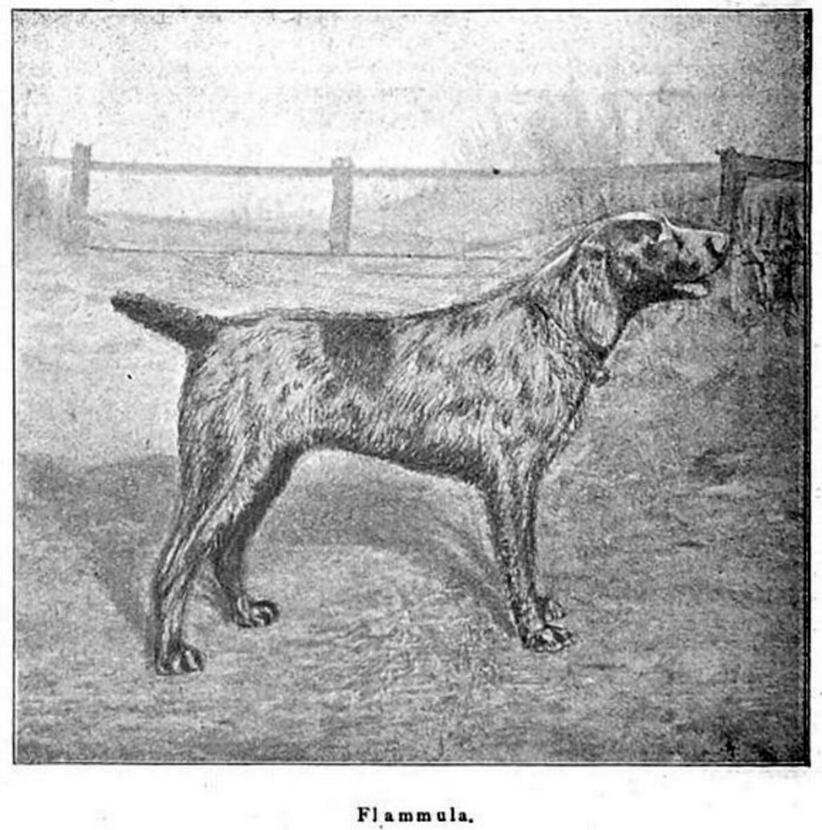 Flammula (DHStB 6113) (DSt)