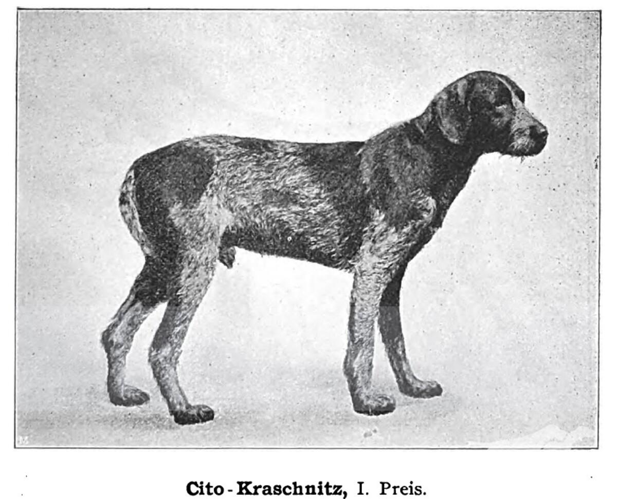 Cito Kraschnitz (DSt)