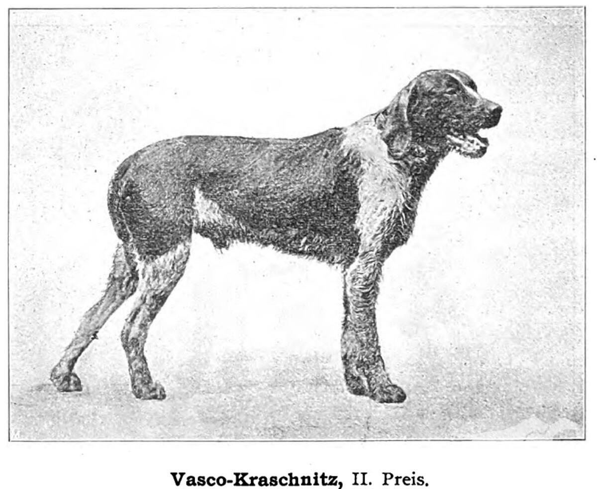 Vasco Kraschnitz (DSt)