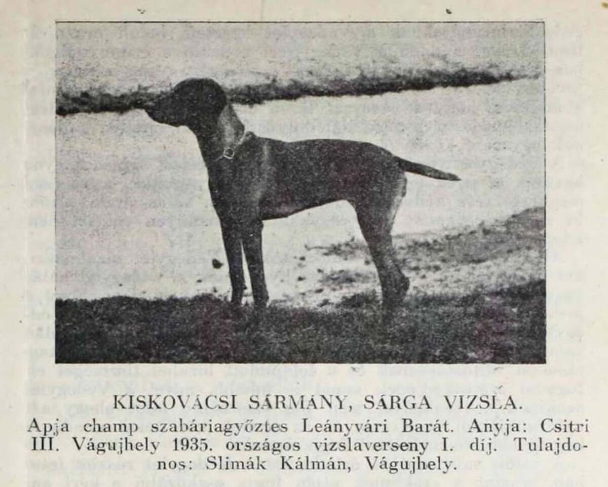 Kiskovácsi Sármány
