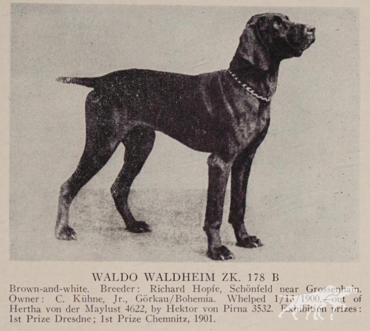 Waldo Waldheim (DK)