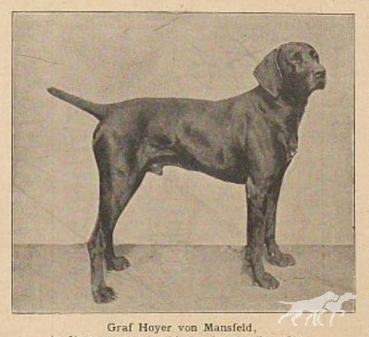 Graf Hoyer vom Mansfeld (DK)