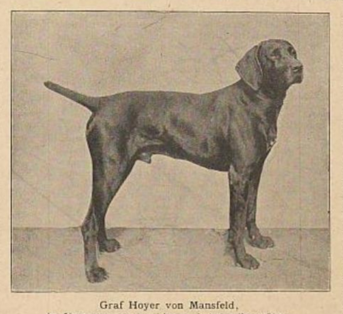 Graf Hoyer vom Mansfeld (DK)