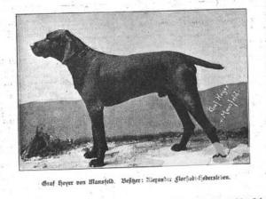 Graf Hoyer vom Mansfeld (DK)