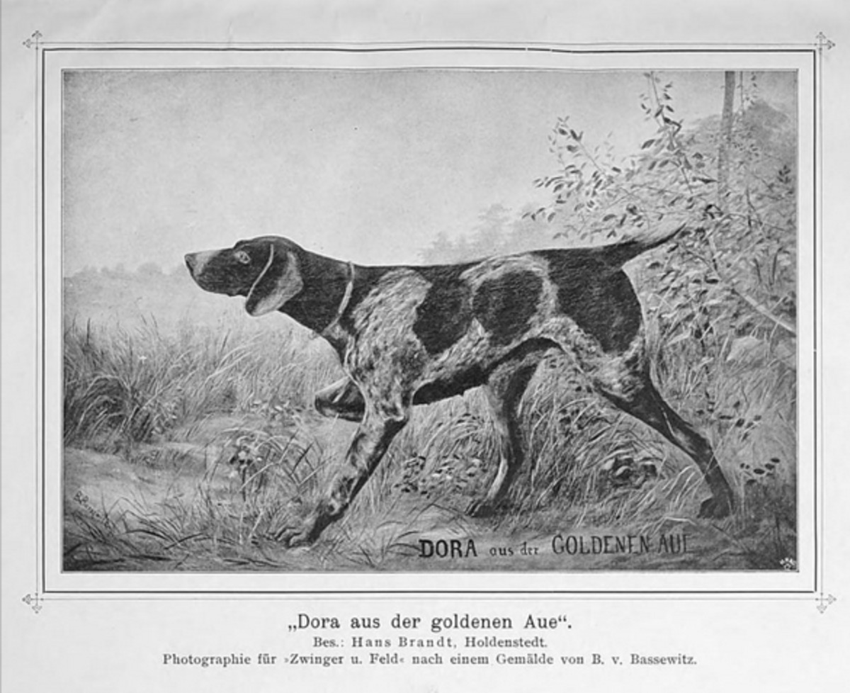 Dora aus der Goldenen aue (DK)