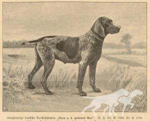 Dora aus der Goldenen aue (DK)