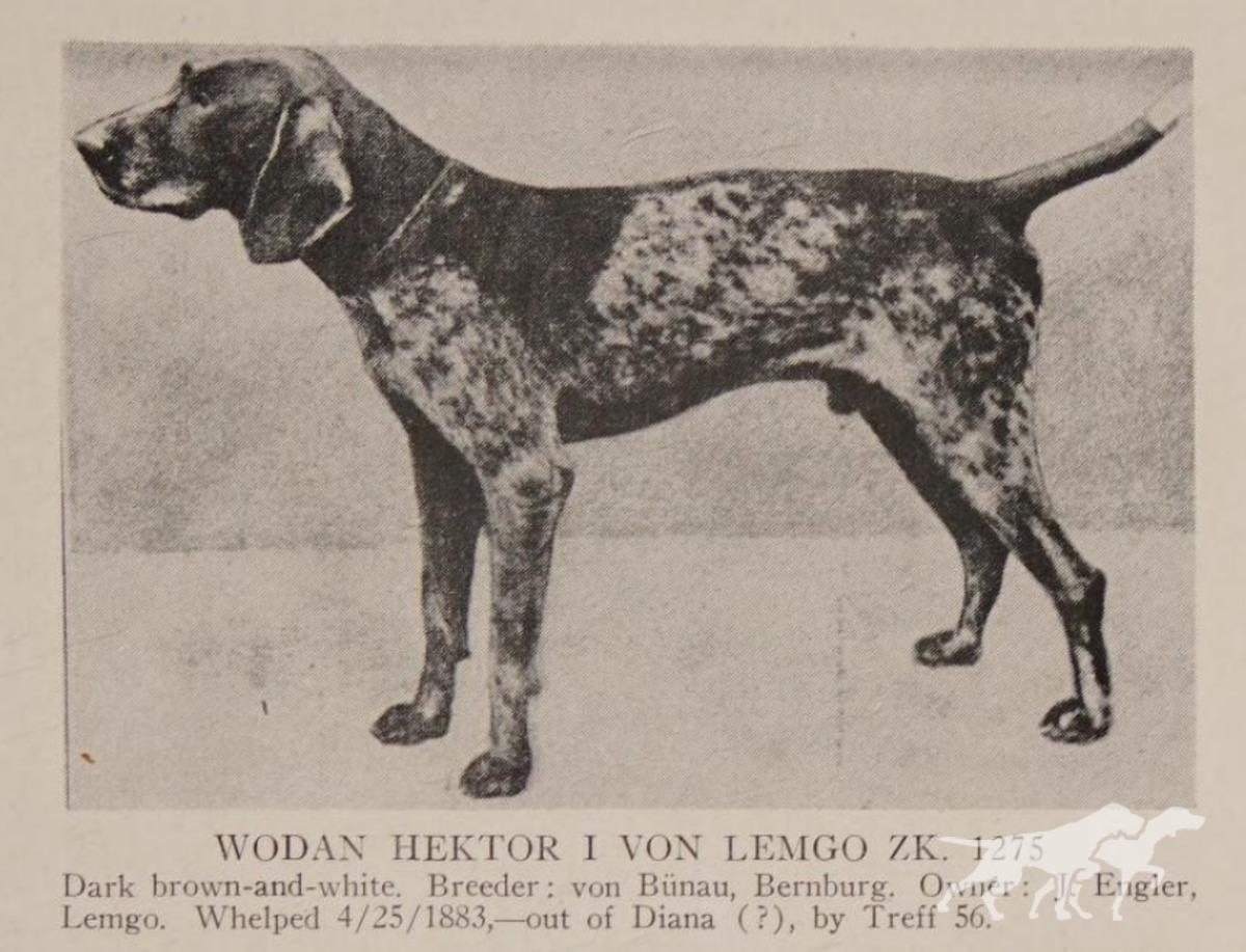 Wodan Hektor I von Lemgo (DK)