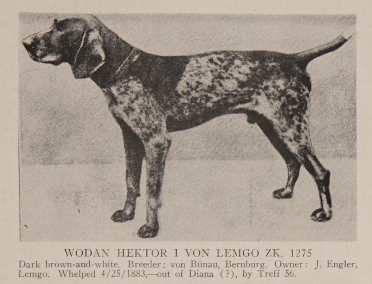 Wodan Hektor I von Lemgo (DK)