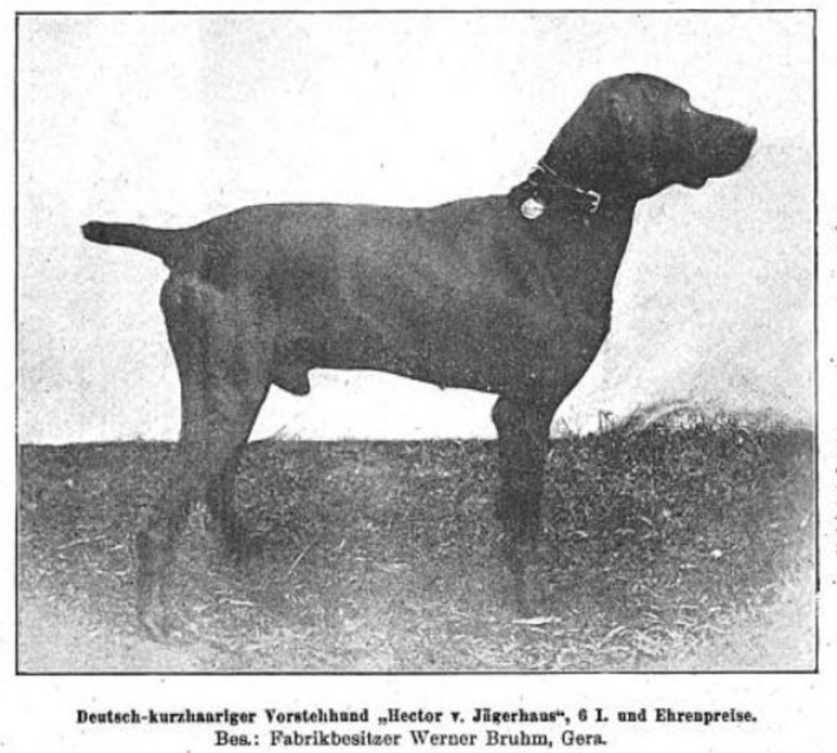 Hector vom Jägerhaus (DK)
