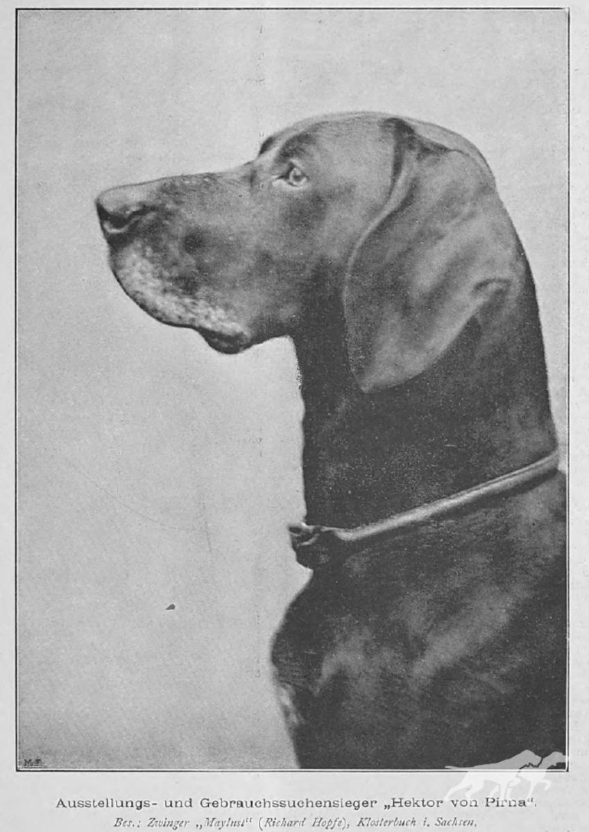 Hector von Pirna (DK)