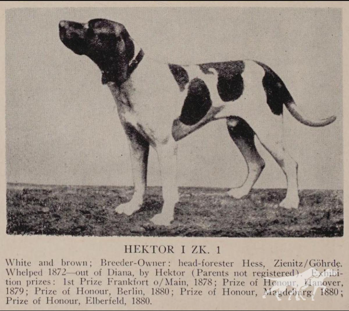 Hector (ZK1) (DK)