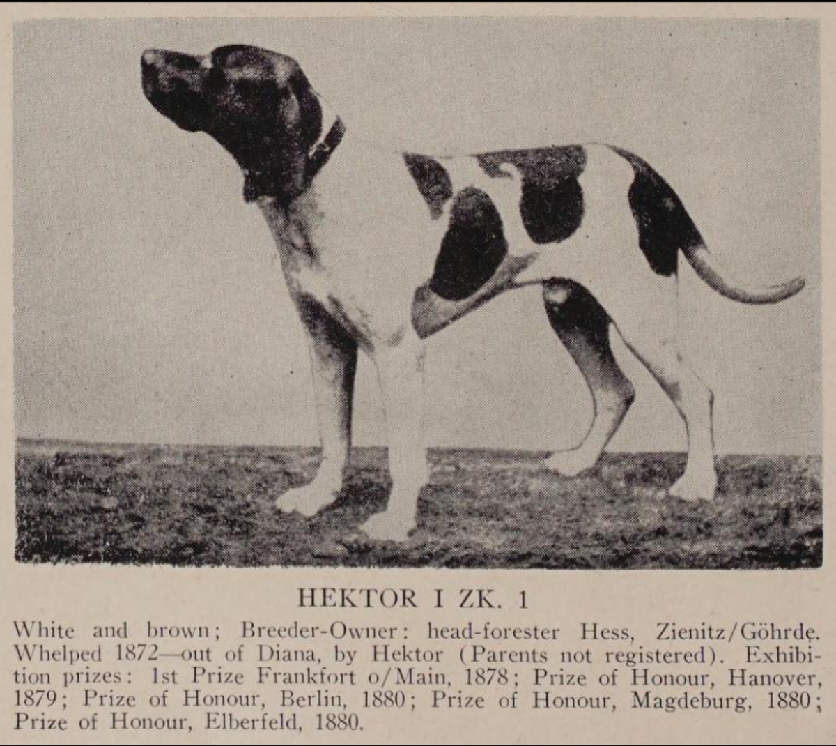 Hector (ZK1) (DK)